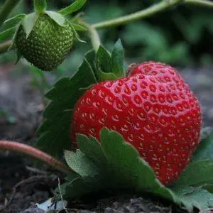 aardbei selva - afbeelding 1
