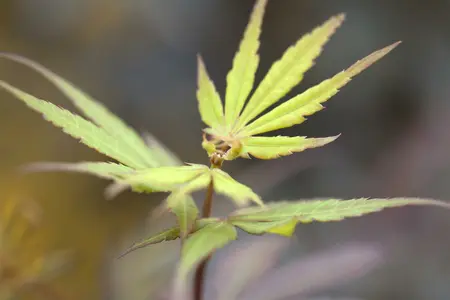 Stam 120 cm. P30 - afbeelding 2