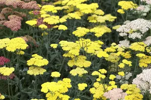 achillea