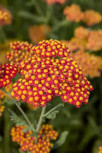 achillea millefolium  walter funcke 