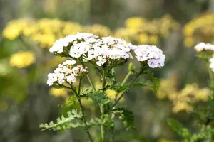 achillea millefolium  white beauty