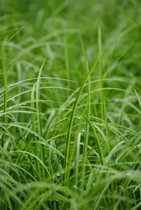 acorus gramineus  ogon