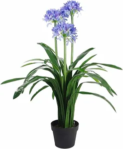 agapanthus