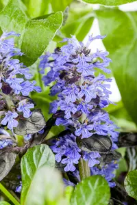 ajuga reptans - afbeelding 3