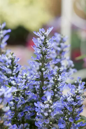 ajuga reptans - afbeelding 4