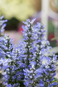 ajuga reptans - afbeelding 4