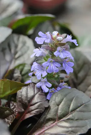 ajuga reptans - afbeelding 1