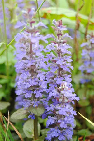 ajuga reptans - afbeelding 2