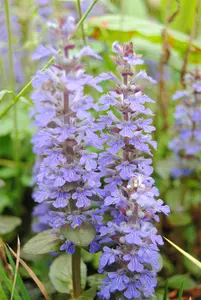ajuga reptans - afbeelding 2