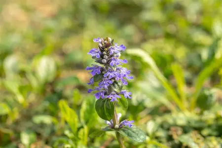 ajuga reptans - afbeelding 5
