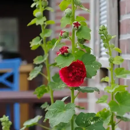 alcea rosea  ch. d. rood 