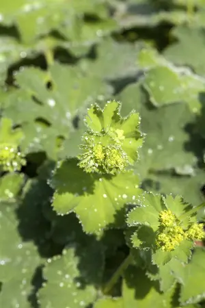 alchemilla mollis - afbeelding 4