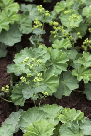 alchemilla mollis - afbeelding 1