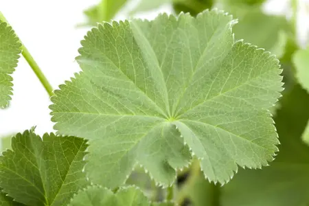 alchemilla mollis - afbeelding 3