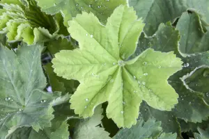 alchemilla mollis - afbeelding 5