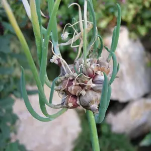 allium cepa proliferum