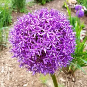 allium globemaster