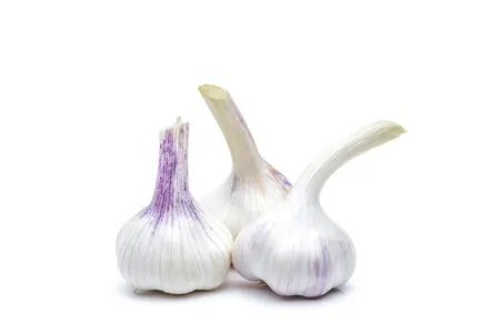 allium sativum var. ophioscorodon - afbeelding 1