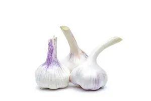 allium sativum var. ophioscorodon