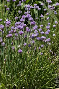 allium schoenoprasum