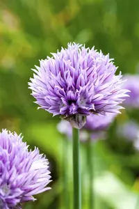 allium schoenoprasum - afbeelding 5