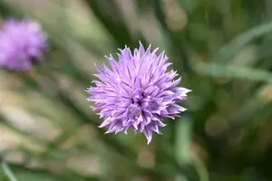 allium schoenoprasum - afbeelding 3
