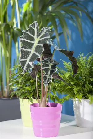 alocasia - afbeelding 1