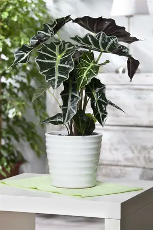 alocasia - afbeelding 5