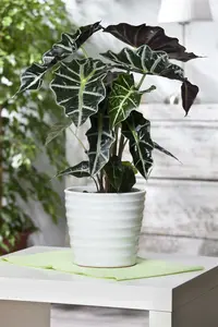 alocasia - afbeelding 5
