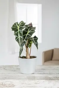 alocasia - afbeelding 3