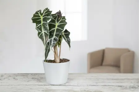alocasia - afbeelding 2