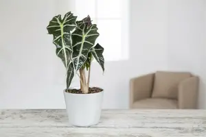 alocasia - afbeelding 2