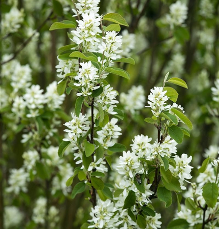 amelanchier ovalis  helvetia  25-30 cm. c3