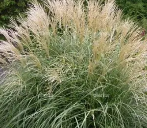 anamenthele lessonianum sirocco