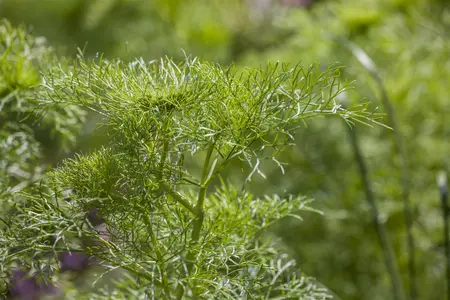 anethum graveolens - afbeelding 2