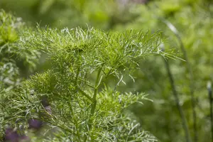 anethum graveolens - afbeelding 2