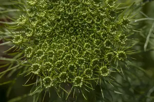 anethum graveolens - afbeelding 3