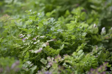 anthriscus cerefolium - afbeelding 1