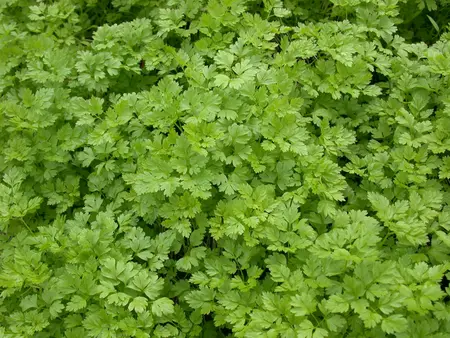 anthriscus cerefolium - afbeelding 2