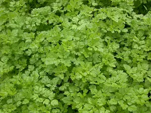 anthriscus cerefolium - afbeelding 2