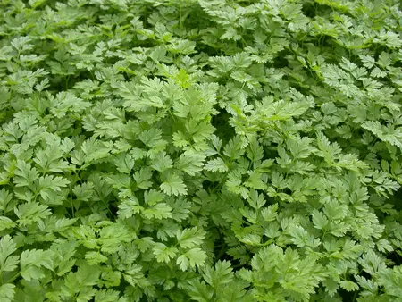 anthriscus cerefolium - afbeelding 3