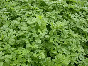 anthriscus cerefolium - afbeelding 3