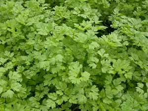 anthriscus cerefolium - afbeelding 4