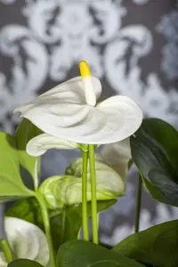 anthurium