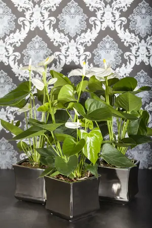 anthurium - afbeelding 2