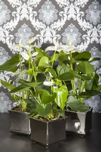 anthurium - afbeelding 2