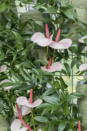 anthurium - afbeelding 4