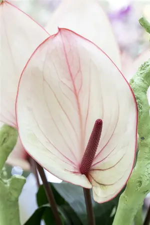 anthurium - afbeelding 5