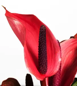 anthurium - afbeelding 3