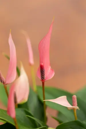 anthurium lilli - afbeelding 3